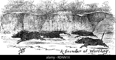 . Dix-sept voyages dans le Somaliland et une visite à l'Abyssinie ; avec préface supplémentaire sur la "mollah" crues. L'Cabdulle Maxamad, 1864-1920 ; ethnologie ; Zoologie. 198 par le Somaliland et l'Abyssinie CH. vil l'ensemble du pays nous est passé au-dessus, après avoir quitté la prairie à Jig-Jiga Marar ouvert, était modique et vallonné, couvert de forêts d'épineux de pas de grande hauteur, et depuis son départ de la vallée de Jerer il avait été beaucoup coupé de ravins et d'eau. Les plus importantes ont été le remorqueur F^ventilateur, qui nous avons croisé près de Nino, et le Sullul Daghatto et cours d'eau. Au fil des saisons quand Banque D'Images