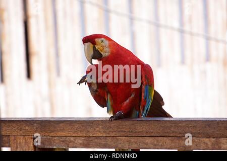 Ara rouge (Ara macao), Tambopata Research Center, le Parc National Tambopata, Madre de Dios, au Pérou, en Amérique du Sud Banque D'Images