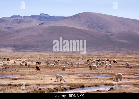 Lamas dans les montagnes près de Arequipa, Pérou, Amérique du Sud Banque D'Images