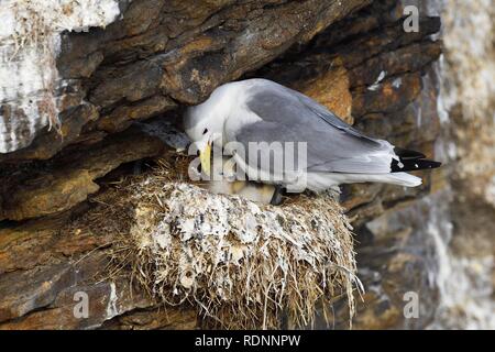 Mouette tridactyle (Rissa tridactyla), Hot bird avec les poussins dans le nid, la Norvège Varanger Banque D'Images