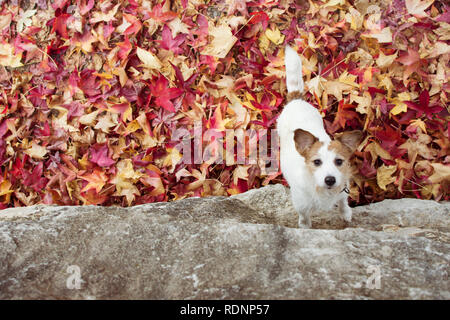 Automne chien différents. JACK RUSSELL JOUANT AVEC DES FEUILLES D'AUTOMNE. HIGH ANGLE VIEW. Banque D'Images