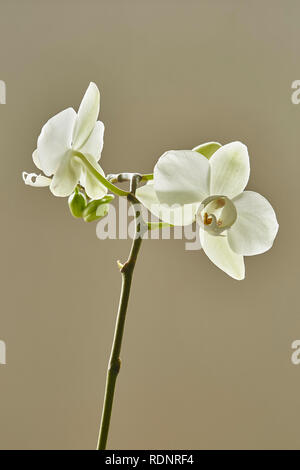 Une orchidée blanche Palaenopsis,fleurs,à l'extrémité d'une tige avec un fond uni Banque D'Images