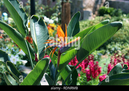 Close up d'un oiseau de paradis en pleine floraison dans un jardin au printemps Banque D'Images