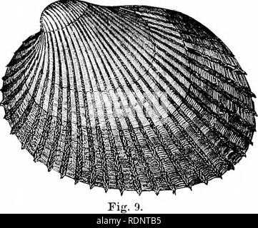 . Les industries de la pêche et de la pêche des États-Unis. Préparé avec la collaboration du commissaire des pêches et le surintendant de la dixième recensement. La pêche. Fig. 8. Fig. 1. ArKjiduslener. Voir rapport U. S. Fisli. Commiasion Partie I, p. 677. Cameya la.ll réduit our-balf. Fig. 2. La longue, de palourdes, coques douces ou Naiiuiuose, Mya arenaria. "Witli animal en extension, ramené à la moitié de la taille de l'Oural^- nat. Fig.  :&Gt ;. Tariehis gibhiis. Voir rapport U. S. Fi.sh Comrai.s.sion. Partie I, p. 675, avec aDim.nl. La 9ij)député pas complètement ouvert. La moitié de la taille naturelle. Fig. 4. Le Rasoir Banque D'Images