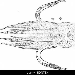 . Les industries de la pêche et de la pêche des États-Unis. Préparé avec la collaboration du commissaire des pêches et le surintendant de la dixième recensement. La pêche. Le calmar géant. Architeuthis princeps, Verrill. Encombrement l)y le professeur A. K. Verrill, à partir d'échantillon obtenu à Fortune Bay, Terre-Neuve, Deoenilier, 1874.. Veuillez noter que ces images sont extraites de la page numérisée des images qui peuvent avoir été retouchées numériquement pour plus de lisibilité - coloration et l'aspect de ces illustrations ne peut pas parfaitement ressembler à l'œuvre originale.. Goode, G. Brown (George Brown), 1851-1896 ; Banque D'Images