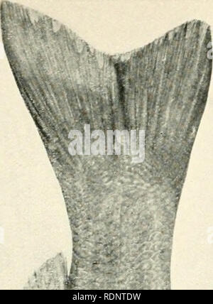 . Les poissons comestibles de Nouvelles Galles du Sud ; leur importance et leurs potentialités. Poissons -- Australie Nouvelle Galles du Sud. . Veuillez noter que ces images sont extraites de la page numérisée des images qui peuvent avoir été retouchées numériquement pour plus de lisibilité - coloration et l'aspect de ces illustrations ne peut pas parfaitement ressembler à l'œuvre originale.. Nouvelle Galles du Sud. Ministère des Pêches ; Stead, David George, 1877-. [O. A. Gullick, gouvernement. L'imprimante] Banque D'Images