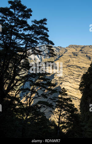 Le Rob Roy Glacier suivre les pistes jusqu'aux randonneurs une gorge dans une forêt de hêtres avec vue sur la vallée Matukituki près de Wanaka, Nouvelle-Zélande. Banque D'Images