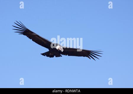 Condor (Cathartidae) en vol, le Canyon de Colca, Pérou, Amérique du Sud Banque D'Images