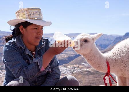 L'alimentation d'une femme un lama avec du lait, Chivay, le Pérou, Amérique du Sud Banque D'Images