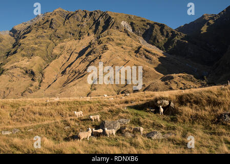 Le début de la piste du Glacier Rob Roy mène les randonneurs à travers les pâturages plein d'animaux pâturant dans la Matukituki Valley près de Wanaka. Banque D'Images