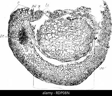 . Sur l'organisation de la plantes fossiles du charbon-mesures. La paléobotanique ; le charbon. Fig. 31.. -I-jh. Veuillez noter que ces images sont extraites de la page numérisée des images qui peuvent avoir été retouchées numériquement pour plus de lisibilité - coloration et l'aspect de ces illustrations ne peut pas parfaitement ressembler à l'œuvre originale.. Williamson, William Crawford. [London Banque D'Images