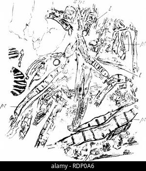 . Sur l'organisation de la plantes fossiles du charbon-mesures. La paléobotanique ; Charbon. r.'7. Fig. 23,. Fig-24.. Veuillez noter que ces images sont extraites de la page numérisée des images qui peuvent avoir été retouchées numériquement pour plus de lisibilité - coloration et l'aspect de ces illustrations ne peut pas parfaitement ressembler à l'œuvre originale.. Williamson, William Crawford. [London Banque D'Images