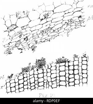 . Sur l'organisation de la plantes fossiles du charbon-mesures. La paléobotanique ; le charbon. 0* l/TtS. Veuillez noter que ces images sont extraites de la page numérisée des images qui peuvent avoir été retouchées numériquement pour plus de lisibilité - coloration et l'aspect de ces illustrations ne peut pas parfaitement ressembler à l'œuvre originale.. Williamson, William Crawford. [London Banque D'Images