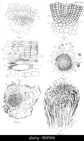 . Sur l'organisation de la plantes fossiles du charbon-mesures. La paléobotanique ; le charbon. Phil Trans I.S'JS. Veuillez noter que ces images sont extraites de la page numérisée des images qui peuvent avoir été retouchées numériquement pour plus de lisibilité - coloration et l'aspect de ces illustrations ne peut pas parfaitement ressembler à l'œuvre originale.. Williamson, William Crawford. [London Banque D'Images