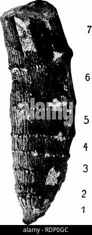 . Sur l'organisation de la plantes fossiles du charbon-mesures. La paléobotanique ; le charbon. B.. A-G, Calamites.. Veuillez noter que ces images sont extraites de la page numérisée des images qui peuvent avoir été retouchées numériquement pour plus de lisibilité - coloration et l'aspect de ces illustrations ne peut pas parfaitement ressembler à l'œuvre originale.. Williamson, William Crawford. [London Banque D'Images