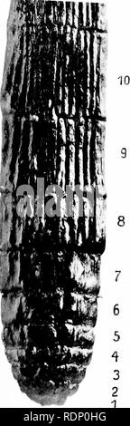 . Sur l'organisation de la plantes fossiles du charbon-mesures. La paléobotanique ; le charbon. E. G.. D.. Veuillez noter que ces images sont extraites de la page numérisée des images qui peuvent avoir été retouchées numériquement pour plus de lisibilité - coloration et l'aspect de ces illustrations ne peut pas parfaitement ressembler à l'œuvre originale.. Williamson, William Crawford. [London Banque D'Images