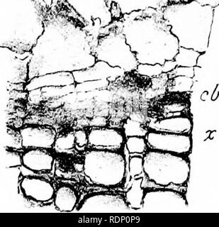 . Sur l'organisation de la plantes fossiles du charbon-mesures. La paléobotanique ; le charbon. -^ ^. / Ic. Fig, 10, Fig, 14.. Veuillez noter que ces images sont extraites de la page numérisée des images qui peuvent avoir été retouchées numériquement pour plus de lisibilité - coloration et l'aspect de ces illustrations ne peut pas parfaitement ressembler à l'œuvre originale.. Williamson, William Crawford. [London Banque D'Images