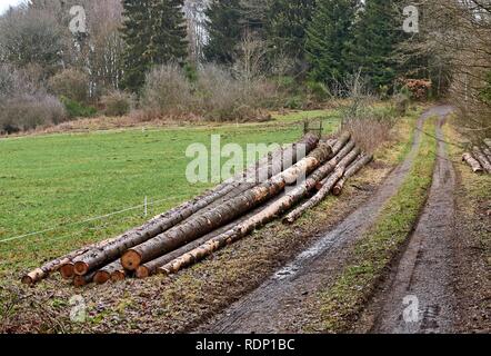 Groupe d'arbres abattus près d'un chantier en attente d'être chassés. Banque D'Images