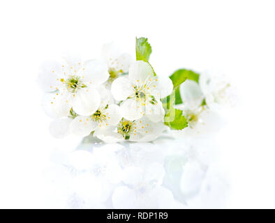 Brindille en fleurs de cerisier isolé sur fond blanc Banque D'Images