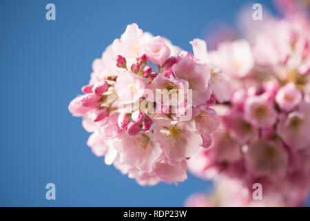 WASHINGTON DC — Un gros plan montre un groupe de cerisiers roses en fleurs au Tidal Basin. Chaque printemps, des milliers de ces arbres à fleurs, un cadeau du Japon en 1912, sont au centre du festival national des cerisiers en fleurs de la ville. Banque D'Images