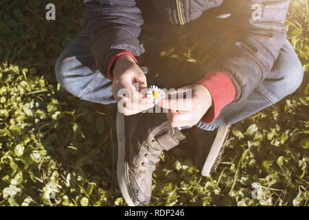 CLOSE UP ENFANT HANDS HOLDING A DAISY FLEUR SUR LA SAISON DU PRINTEMPS. HIGH ANGLE VIEW. Banque D'Images