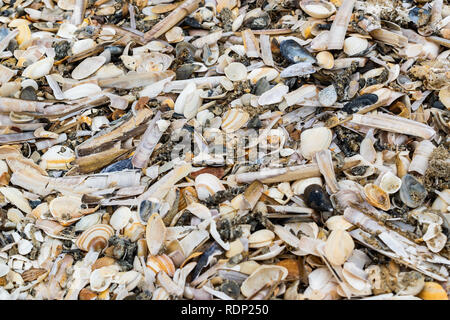 Vieux obus, les moules et les palourdes sur une plage de la mer de sable.Texture background. Banque D'Images