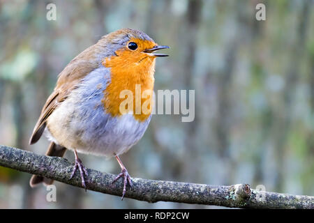 Un Robin (Erithacus rubecula aux abords) singing Blashford Lakes nature reserve dans le Hampshire. Banque D'Images