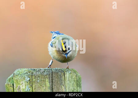 Un Goldcrest (Regulus regulus) debout sur un piquet à Blashford Lakes nature reserve dans le Hampshire. Banque D'Images