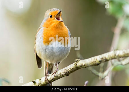 Un Robin (Erithacus rubecula aux abords) chantant loin à Blashford Lakes nature reserve dans le Hampshire. Banque D'Images