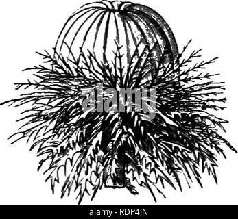 . Des conférences scientifiques. La science ; archéologie ; histoire naturelle. Fig. 35.-Linncea. Fig. 36.-Carlina. parfois dans l'eau, parfois sur terre. Pour autant, bien sûr, comme elle pousse dans l'eau, il est bien protégé, et la tige est lisse ; tandis que, d'autre part, ceux des spécimens qui vivent sur terre jeter certains poils qui terminent dans les glandes collantes, et éviter ainsi que de petits insectes ramper jusqu'aux fleurs. Dans ce cas, par conséquent, l'usine n'est pas maintenu, sauf juste au moment où cette condition est utile. Toutes ces plantes visqueuses, autant que je sache, n'ont à l'endroit ou à l'horizontale des fleurs. Sur l'autre Banque D'Images