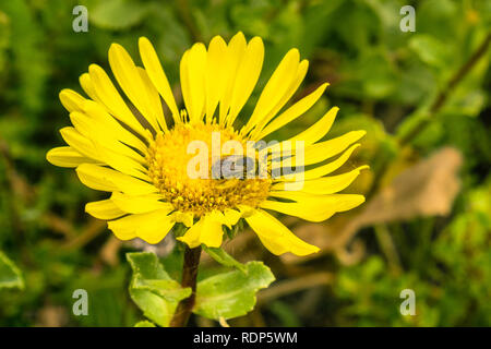 Une abeille pollinisant Grande Vallée Gumweed, Grande Vallée (Gumplant Grindelia camporum, Grindelia robusta) fleur, Californie Banque D'Images