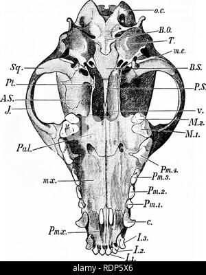 . Contours de la zoologie. Zoologie. 7i6 MAMMALIA. Presque tous ont des griffes bien développées ; il n'y a jamais moins de quatre pieds. Les dents sont toujours enracinés, à l'exception. Fig. 318.-surface inférieure du crâne du chien. o.c, Condyle occipital ; B.O., T. ; basioccipital, bulla tympanique ; m.c, postglenoid derrière fosse du processus de condyle mandibulaire ; B.S., basisphenoid ; P.S., base d'presphenoid ; V. vomer, ; M.i, deuxième molaire ; M.I, première molaire ; h.i-$, prémolaires, la 4ème le grand carnassial ; c, canine ; /.1-3, dents incisives ; Pmjc., prémaxillaire ; mx., maxillaire ; Pal., palatine ; J., jugal, A.S., alisphenoid ; Pt., ; ptérygoïde Sq. Banque D'Images
