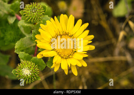 Grande Vallée Gumweed, Grande Vallée (Gumplant Grindelia camporum, Grindelia robusta) floraison, Californie Banque D'Images