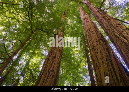 Redwood (Sequoia sempervirens) forest, Californie Banque D'Images