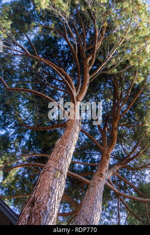 Pins dans early morning light, Californie Banque D'Images