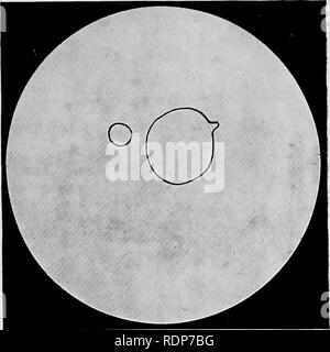 . L'origine de la vie, sa base physique et de définition. La Vie (biologie). IV.. Veuillez noter que ces images sont extraites de la page numérisée des images qui peuvent avoir été retouchées numériquement pour plus de lisibilité - coloration et l'aspect de ces illustrations ne peut pas parfaitement ressembler à l'œuvre originale.. Burke, John Benjamin Butler, 1873-. London, Chapman and Hall, Ltd. Banque D'Images