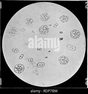 . L'origine de la vie, sa base physique et de définition. La Vie (biologie). IX. Dernière étape de l'Radiobes. ® © oo cP s&gt ; <s ? Rr., diverses étapes de développement d'Radiobes, à partir de (1) à (12). Pour faire face à la page 112 (6).. Veuillez noter que ces images sont extraites de la page numérisée des images qui peuvent avoir été retouchées numériquement pour plus de lisibilité - coloration et l'aspect de ces illustrations ne peut pas parfaitement ressembler à l'œuvre originale.. Burke, John Benjamin Butler, 1873-. London, Chapman and Hall, Ltd. Banque D'Images