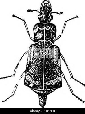 . L'abeille et de fourmis blanches, leurs manières et habitudes ; avec des illustrations de l'instinct animal et l'intelligence. Les abeilles ; Instinct ; les termites. Fig. 14.- âThe Necrophorus Ilydruphilus. Fig. Slarinc ISTecrophorus- âThe.15. dans le but de vérifier ses dimensions, sa position, et la nature du sol sur lequel il repose. Ils ont ensuite à faire une excavation sous elle, pour accomplir ce que certains relever partiellement le corps, tandis que d'autres fouillent la terre en vertu de la partie surélevée ainsi ; l'opération effectuée avec les membres antérieurs. Par la poursuite de ce processus, de faire le tour du corps, ils gra Banque D'Images