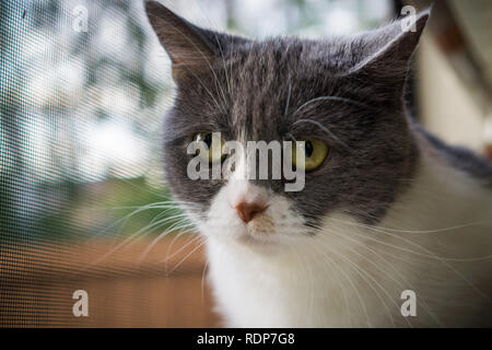 Close up of gray et chat blanc, assis sur le rebord de la vitre ; profondeur de champ Banque D'Images