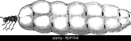 . L'abeille et de fourmis blanches, leurs manières et habitudes ; avec des illustrations de l'instinct animal et l'intelligence. Les abeilles ; Instinct ; les termites. Les fourmis blanches. Caterpillar ou mouche du bleuet de la palmeraie, charançon -whioli est servi jusqu'à toutes les tables de luxe de West Indian jouisseur, en particulier des Français, comme le plus grand de Dainty le monde occidental. 14. Les troupes de travailleurs, apparemment privés de leur roi et de la reine, qui sont constamment rã'd, arriver de rencontrer l'un de ces couples, à qui ils offrent leur hommage, et semblent les élire comme les souverains de leur communauté, ou les Banque D'Images