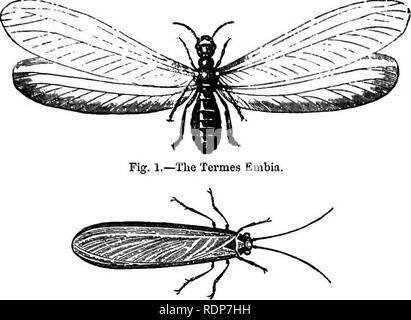 . L'abeille et de fourmis blanches, leurs manières et habitudes ; avec des illustrations de l'instinct animal et l'intelligence. Les abeilles ; Instinct ; les termites. Fig. 2.-l'Tennes Fatalia, ou Bellicosus, avec les ailes pliées.. Veuillez noter que ces images sont extraites de la page numérisée des images qui peuvent avoir été retouchées numériquement pour plus de lisibilité - coloration et l'aspect de ces illustrations ne peut pas parfaitement ressembler à l'œuvre originale.. Dionysius Lardner,, à 1859. Londres, Lockwood &AMP ; co Banque D'Images