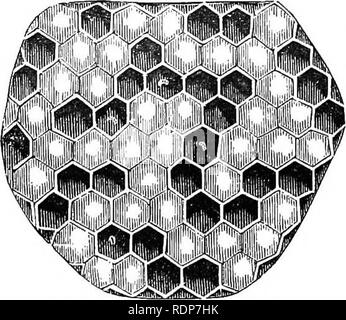 . Quinby de neuf l'apiculture. Les mystères de l'apiculture a expliqué. En combinant les résultats de cinquante ans d'expérience, avec les dernières découvertes et inventions, et présentant le plus de méthodes approuvées, formant un guide complet à la réussite de la culture de l'apiculture. Les abeilles. 150 QUEENS. Vieilles reines viennent souvent à cette même condition. Ces "à long terme nous avons dépensé queens." Ils vont-mais peu d'œufs, qui se pro- duce seulement drones. L'apiculteur judicieuse sera rarement laisser ses abeilles pour atteindre cet état.' J'ai connu hare essaims qui sont entrés dans l'hiver quar- ters bon apparemment avec un lit queen, de venir à l'al. Banque D'Images