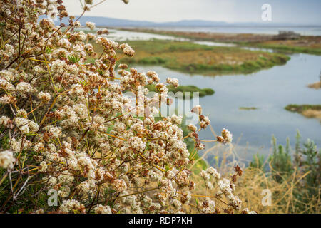 Californie Le sarrasin (Eriogonum fasciculatum) fleurs sauvages, Alviso marsh, Californie Banque D'Images