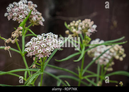 Feuille d'asclépiade (Asclepias étroit fascicularis), qui fleurit en baie de San Francisco, Californie Banque D'Images