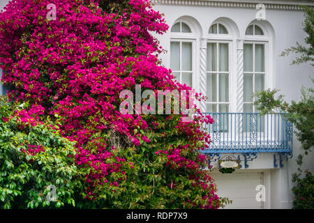 Bougainvillea décoratif bush, San Francisco, Californie Banque D'Images