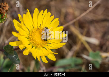 Grande Vallée Gumweed, Grande Vallée (Gumplant Grindelia camporum, Grindelia robusta) floraison, Californie Banque D'Images