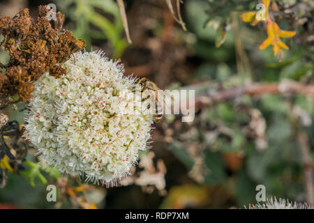 La pollinisation des abeilles en Californie (Eriogonum fasciculatum sarrasin) fleurs sauvages, Californie Banque D'Images