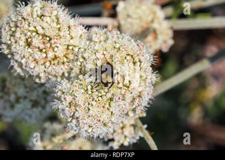 Bourdon pollinisateur, la Californie le sarrasin (Eriogonum fasciculatum) fleurs sauvages, Californie Banque D'Images