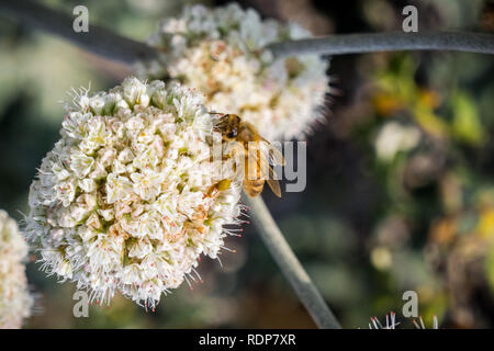 La pollinisation des abeilles en Californie (Eriogonum fasciculatum sarrasin) fleurs sauvages, Californie Banque D'Images