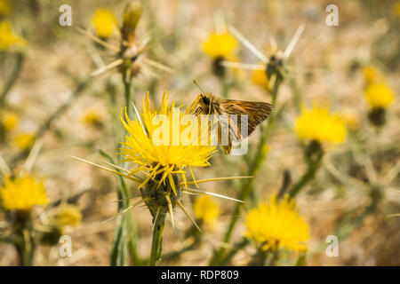 Fiery Skipper Butterfly (hylephila phyleus) perché sur une étoile jaune thistle (Centaurea solstitialis) qui fleurit en été, Sunnyvale, Californie Banque D'Images